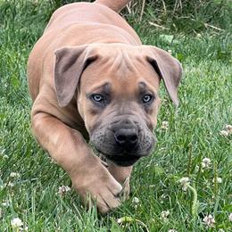 MIKASA - Fawn female Boerboel puppy in Pennsylvania from Cold River Boerboels