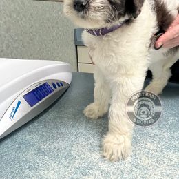 Goldendoodle puppies from Sweet Baby Doodles