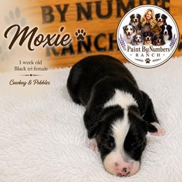 Moxie - Black tri-color female Australian Shepherd puppy in Magee, Mississippi from Paint ByNumbers Ranch