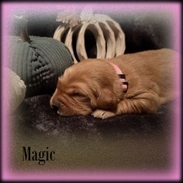 Magic - Dark golden female Golden Retriever puppy in Anson, Texas from Diamond Bar N Ranch