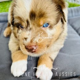 Red Merle Male - Red merle Australian Shepherd puppy in Liberty, Tennessee from Stone Hollow Aussies