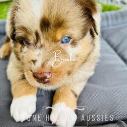 Red Merle Male - Red merle Australian Shepherd puppy in Liberty, Tennessee from Stone Hollow Aussies