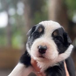 B - Black tri-color male Australian Shepherd puppy in Orlando, Florida from Skaky Shepherds