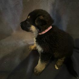 Pink - Black and tan female German Shepherd puppy in La Follette, Tennessee from Moore German Shepherds