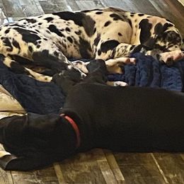 Estelle - Black and white Great Dane puppy in South Carolina from D&M Danes