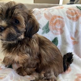 Girl 3 - Red Havanese puppy in Greeley, Colorado from Just be Havanese