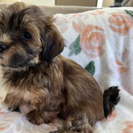 Girl 3 - Red Havanese puppy in Greeley, Colorado from Just be Havanese