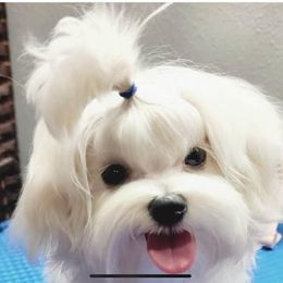 Maltese, Maltipoo, and Morkie All Grown Up from The Aristocratic Puppy Patch