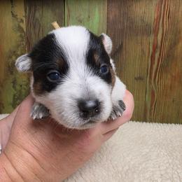 Yellow Collar Female - Blue female Australian Cattle Dog puppy in Riverton, Utah from Rundown Ranch Cattle Dogs