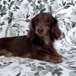 Charlotte - Dachshund