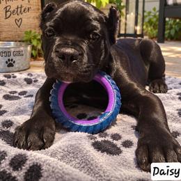 Daisy - Black female Cane Corso puppy in El Paso, Texas from PaPaws Gotta Love It Kennels