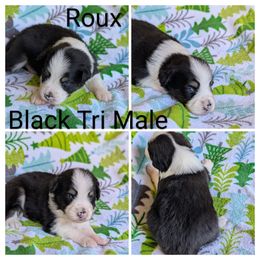 Roux - Black tri-color male Australian Shepherd puppy in Squaw Valley, California from A&M Australian Shepherds