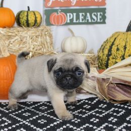 Ivy - Fawn female Pug puppy in Tuscola, Illinois from Dream on puppies