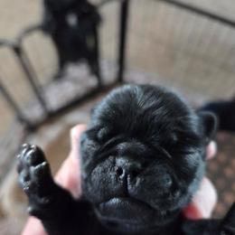 Trevor - Black male Pug puppy in Madera, California from Hills Pugs