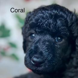 Coral - Silver female Poodle puppy in Greenville, North Carolina from Grace Poodles