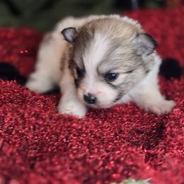 Blossom - Red parti female Pomeranian puppy in Plainfield, Indiana from Abby's Pampered Pooches