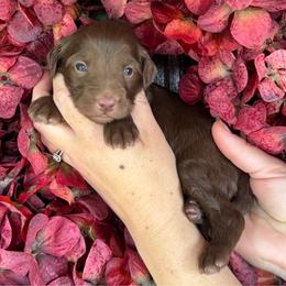 Rip - Chocolate male Goldendoodle puppy in Enumclaw, Washington from Owen-a-Doodle