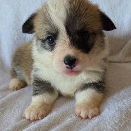Cassie - White and red female Pembroke Welsh Corgi puppy in Madera, California from RRR Corgis