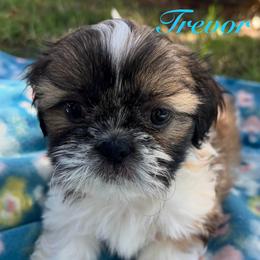 Trevor - Gold and white male Shih Tzu puppy in Hemet, California from Aloha Shih Tzu