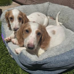 Cryson - Piebald male Dachshund puppy in Stockton, California from Royalty Weenies