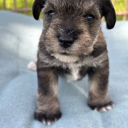 Yellow - Salt and pepper female Miniature Schnauzer puppy in Summerfield, Florida from M & M Schnauzers