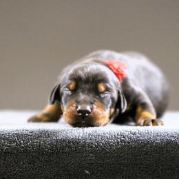 Danzig - Black and rust male Doberman Pinscher puppy in Commerce, Texas from Elitehaus