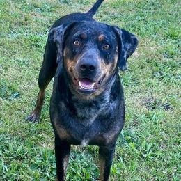Breeze - Catahoula Leopard Dog