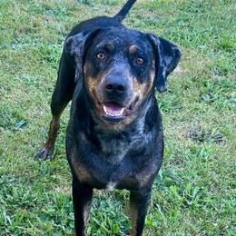 Breeze - Catahoula Leopard Dog