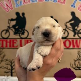 Joyce - Golden female Golden Retriever puppy in Duncan, South Carolina from Glimmer Goldens