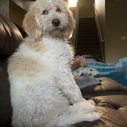 Goldendoodle Puppies from Dream Doodles of Central Texas