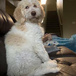 Goldendoodle Puppies from Dream Doodles of Central Texas