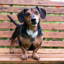 Jimmy Dean - Dachshund