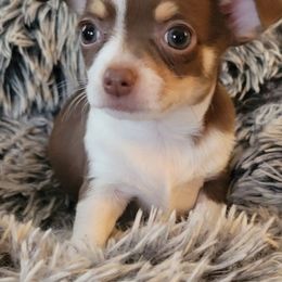 Chihuahua Puppies from Turners Chihuahua