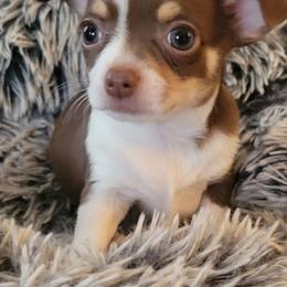 Chihuahua Puppies from Turners Chihuahua