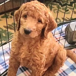 Goldendoodles from Myers Goldendoodles