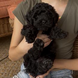 Oaks - Black male Cavapoo puppy in Alachua, Florida from SongPaws