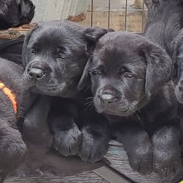 Labrador Retriever Puppies from Labs4Ever Labradors