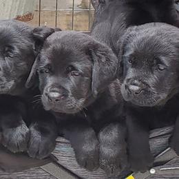 Labrador Retriever Puppies from Labs4Ever Labradors