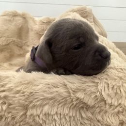 Ms. Purple - Blue and white female Staffordshire Bull Terrier puppy in Dawsonville, Georgia from WEAT Pack