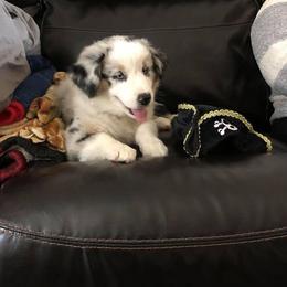 Australian Shepherd Puppies from MilkyWay Aussies with Tails