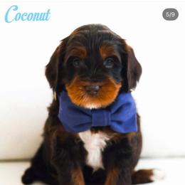 Coconut - Chocolate male Australian Labradoodle puppy in Diamond Bar, California from Furrytaildoodles