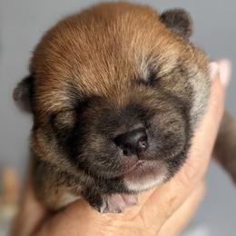 Shiba Inu Puppies from Jogoso Shibas