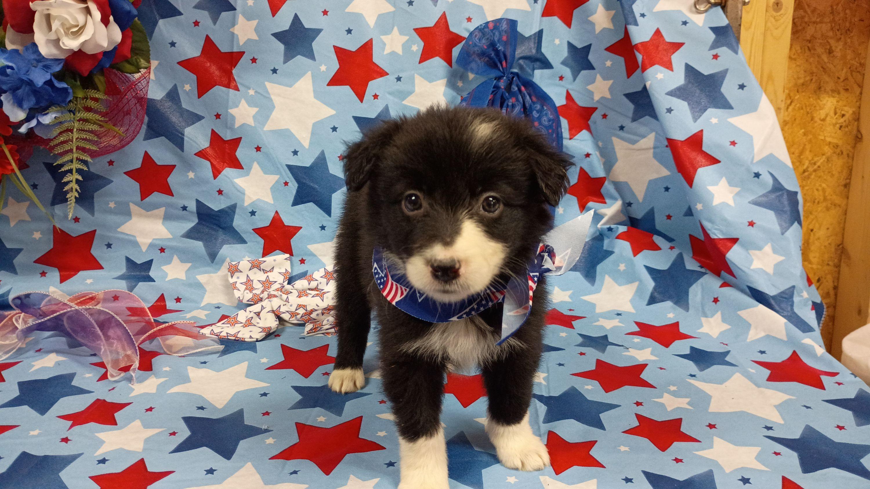 (Toph) Penny - Black and white female Border Collie puppy in Max, Nebraska from Stag Valley Homestead
