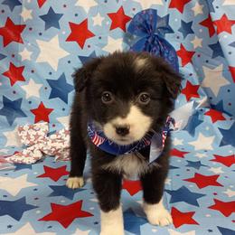 (Toph) Penny - Black and white female Border Collie puppy in Max, Nebraska from Stag Valley Homestead