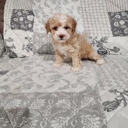 Suger - Cream female Poodle puppy in Plano, Texas from Dogs lovers