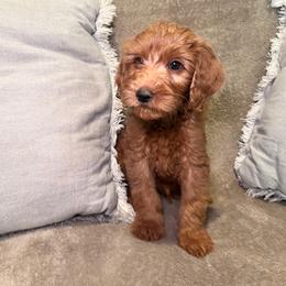 F1B Goldendoodle Bay - Red  male Goldendoodle puppy in Redding, California from Casa Delarosa Collective Poodles & Doodles