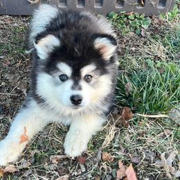 Kevin - Black and white male Pomsky puppy in Henderson, Kentucky from Paris Pomskies