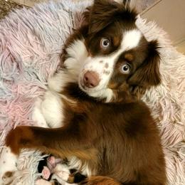 ZOEY - Toy Australian Shepherd