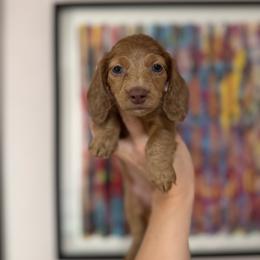 Margo - Dapple female Dachshund puppy in Coatesville, Indiana from ADH Dachshunds