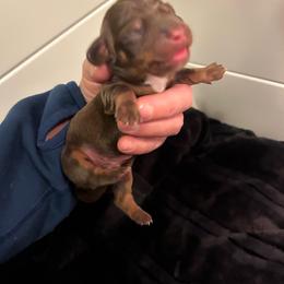 Toby - Chocolate and tan male Dachshund puppy in Smyrna, Tennessee from Dapper Doxie’s Select